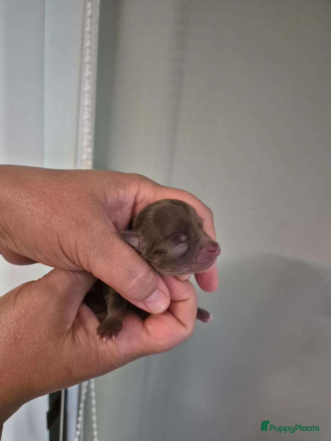 Chihuahua honden te koop: Mooie Chihuahua pups - Advertentie 1