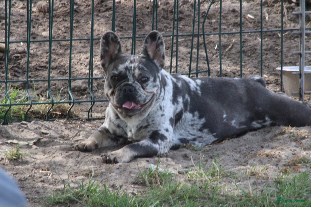 Franse Bulldog honden te koop: Franse Bulldog pups Lionheart Bloodline België  - Advertentie 8