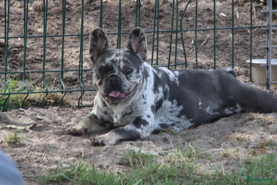 Franse Bulldog honden te koop: Franse Bulldog pups Lionheart Bloodline België  - Advertentie 8