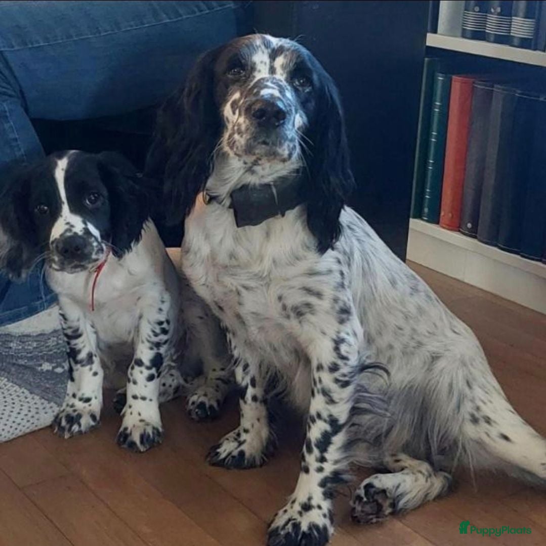 Engelse Springer Spaniel honden Stamboom engelse springer pups  - Advertentie 1
