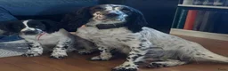 Engelse Springer Spaniel honden te koop: Stamboom engelse springer pups  - Advertentie 1