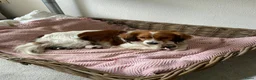Kooikerhondje honden te koop: Prachtige kooikerpups - Advertentie 3