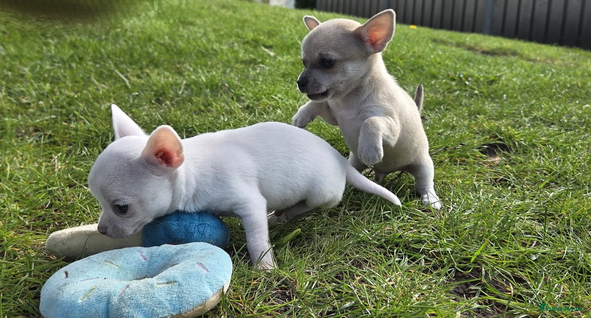 Chihuahua honden 🏡3 lieve Chihuahua pups  - Advertentie 2