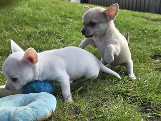 Chihuahua honden 🏡3 lieve Chihuahua pups - Advertentie 2
