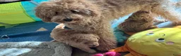 Maltipoo honden te koop: Maltipoo pups - Advertentie 7