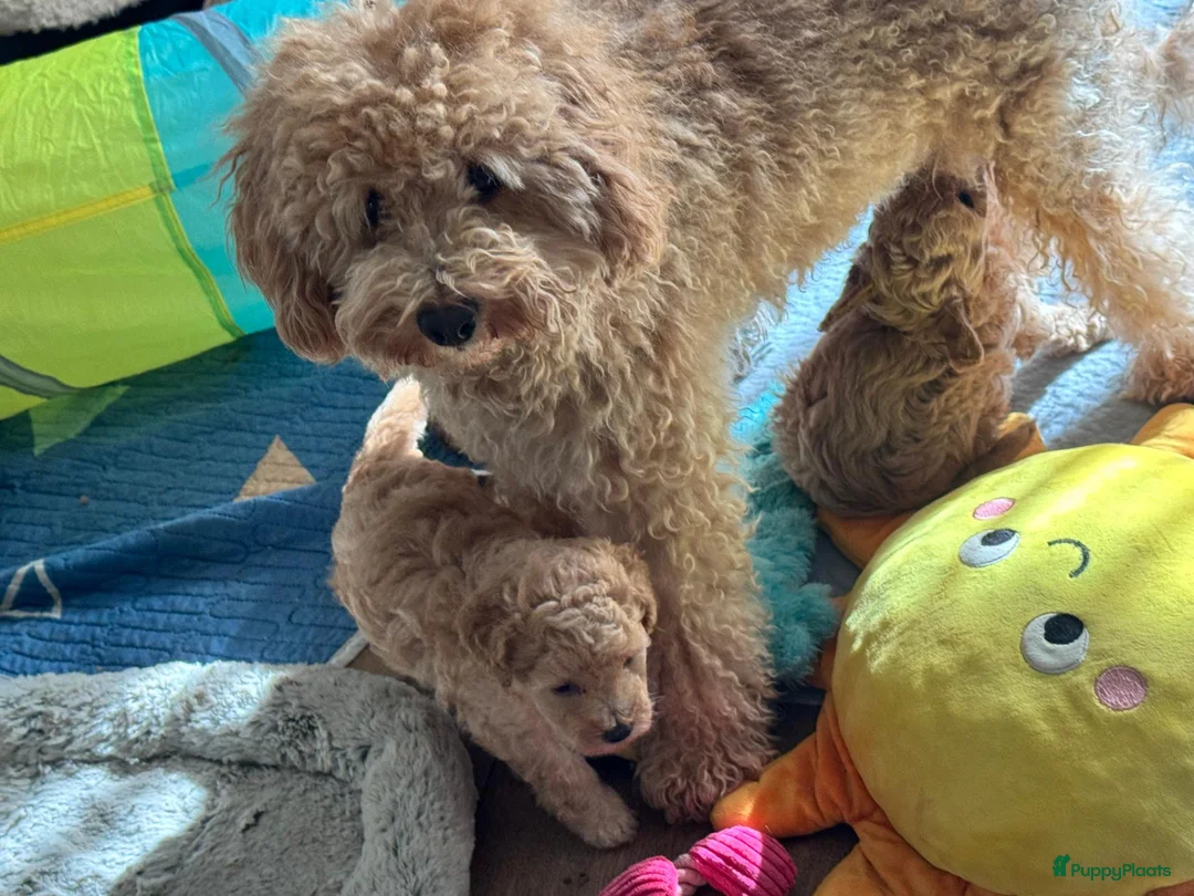 Maltipoo honden te koop: Maltipoo pups - Advertentie 7