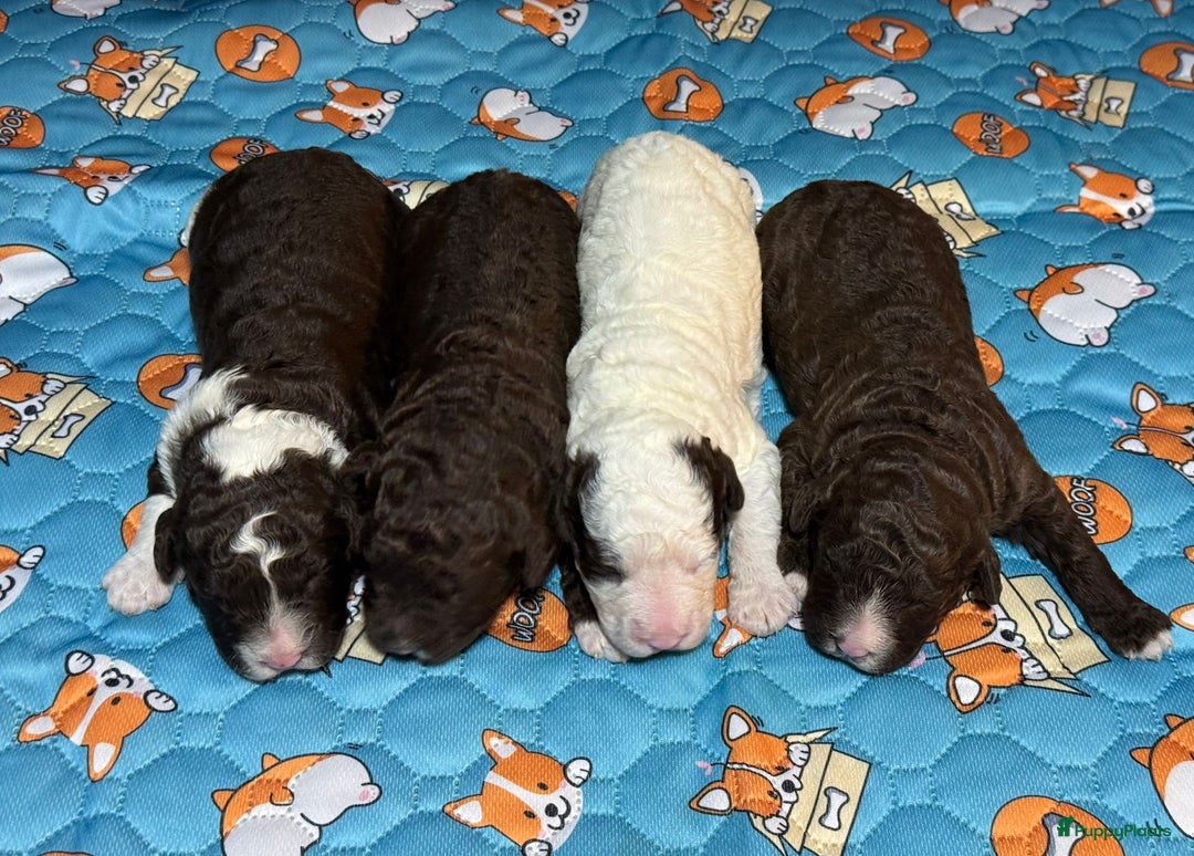Spaanse Waterhond honden te koop: Spaanse Waterhond pups  - Advertentie 3