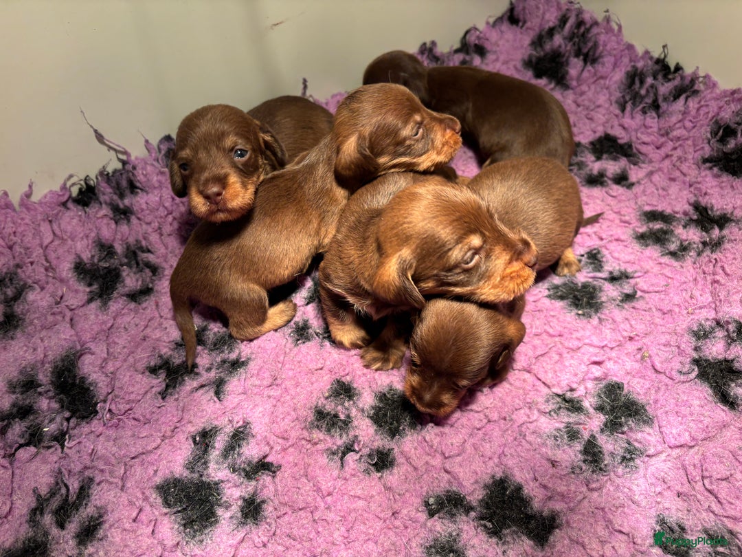 Ruwhaar Teckel honden te koop: Prachtige choco kleurige dwerg/kaninchen teckels - Advertentie 3