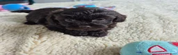 Kruising honden te koop: Lieve mini boompoo  - Advertentie 15