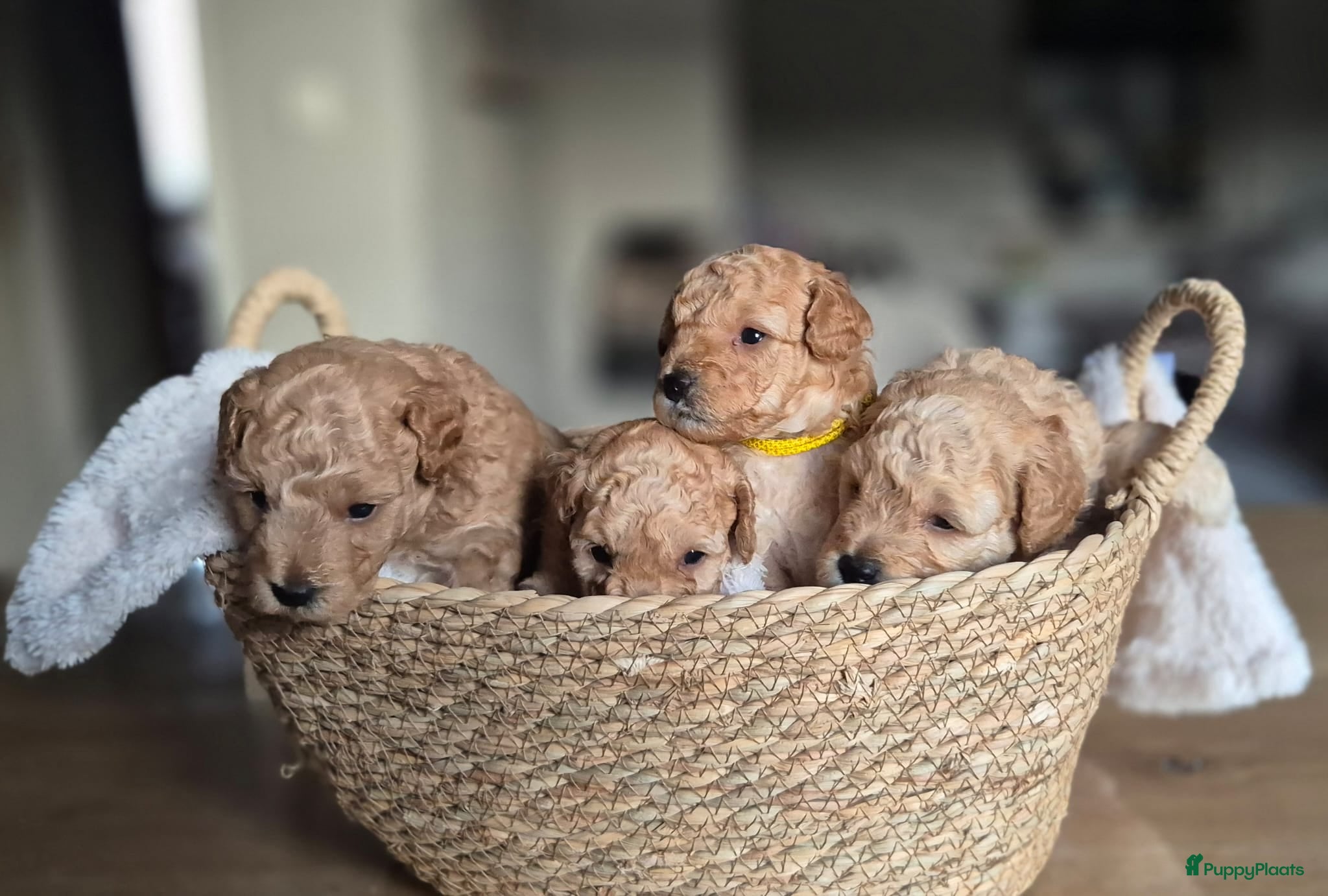 Kruising honden 2 super schattige toy/dwerg poedeltjes - Advertentie 5