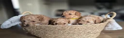 Kruising honden te koop: 2 super schattige toy/dwerg poedeltjes in Sint Philipsland - Advertentie 1