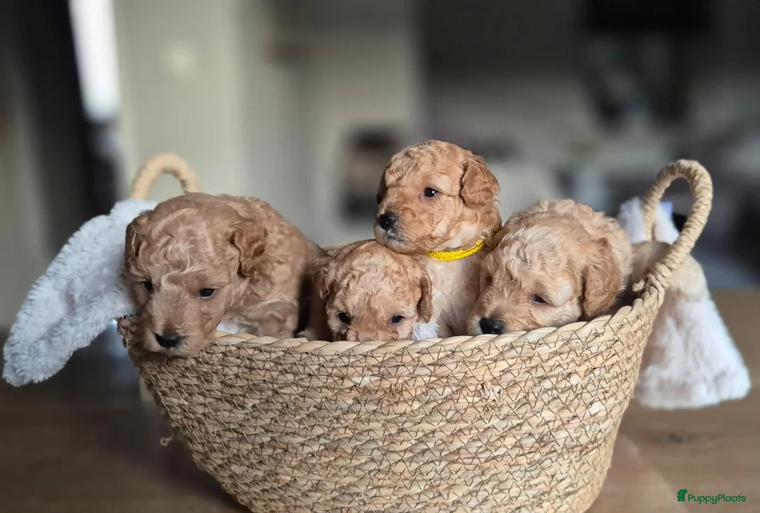 Kruising honden te koop: 2 super schattige toy/dwerg poedeltjes in Sint Philipsland - Advertentie 1