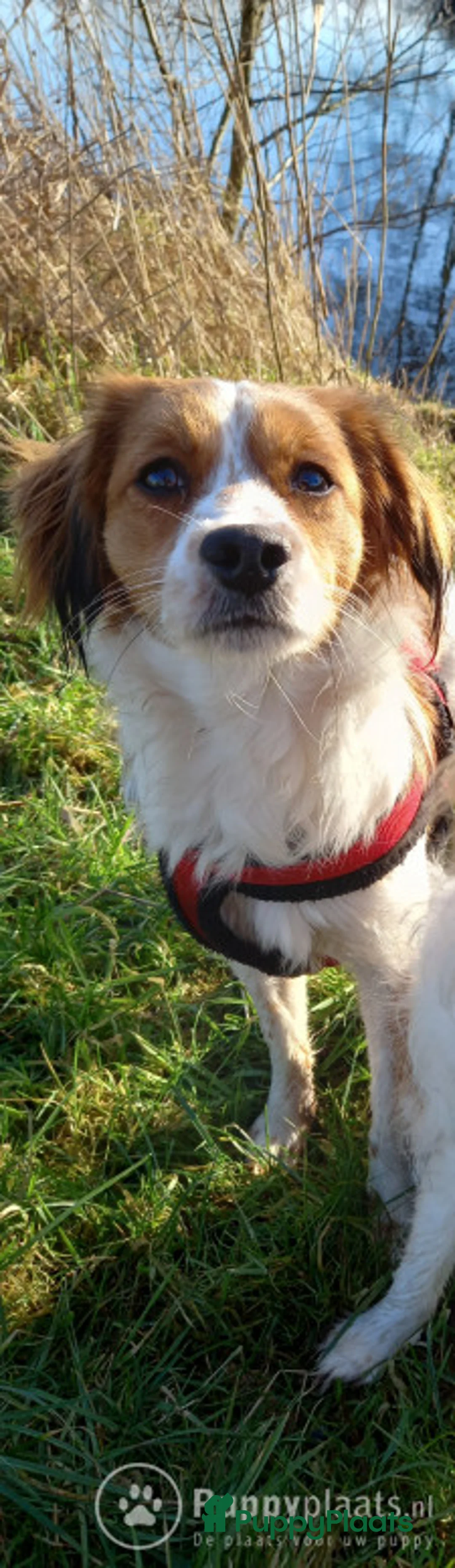 Kooikerhondje honden ter dekking: Kooiker dekreu aangeboden in Sumar - Advertentie 6