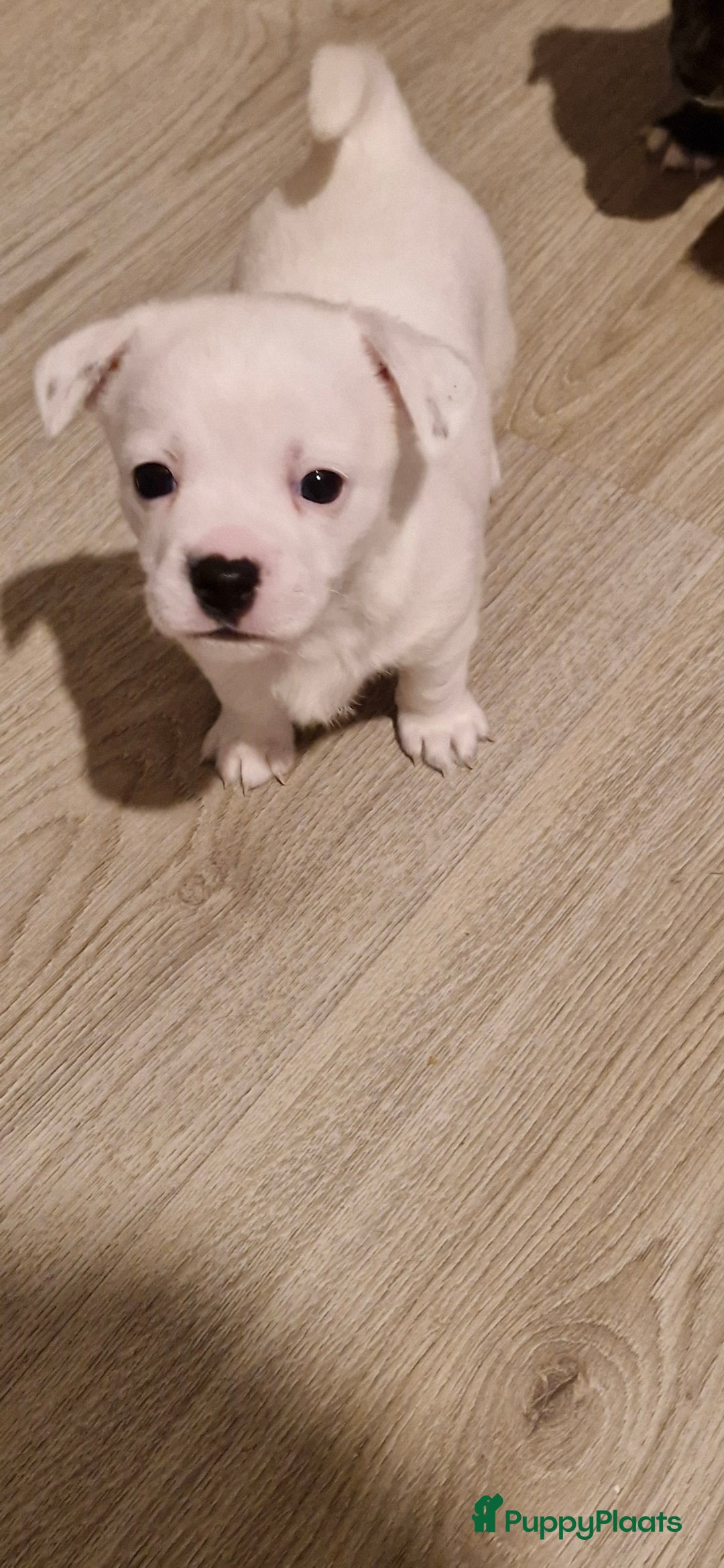 Kruising honden te koop: Jack-Chi Pups te koop - Advertentie 5