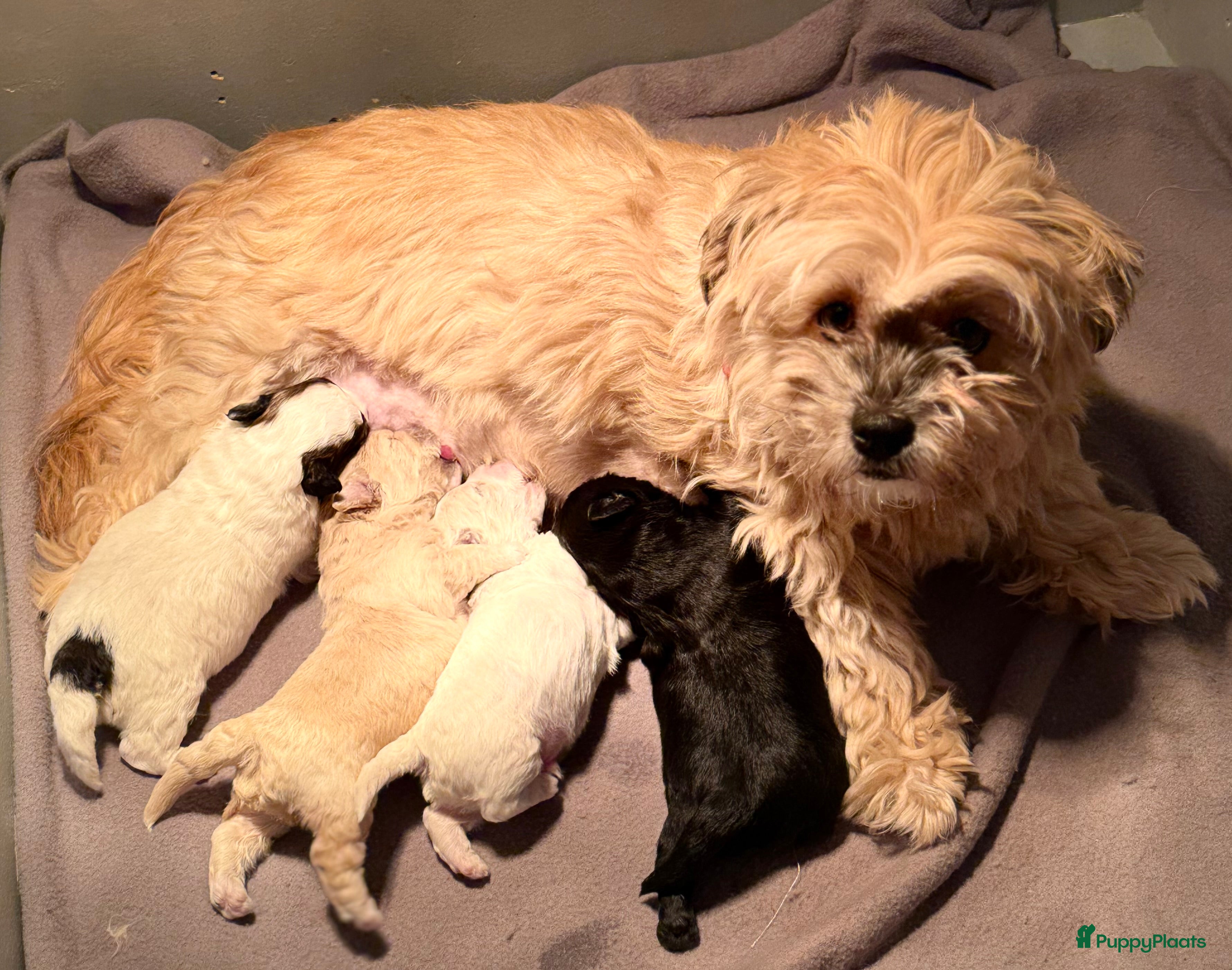 Kruising honden Lief boomer nestje  - Advertentie 5