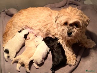 Kruising honden Lief boomer nestje - Advertentie 5