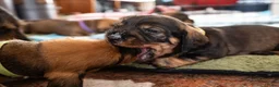 Ruwhaar Teckel honden te koop: Prachtige Ruwharige Teckel pups - Advertentie 33