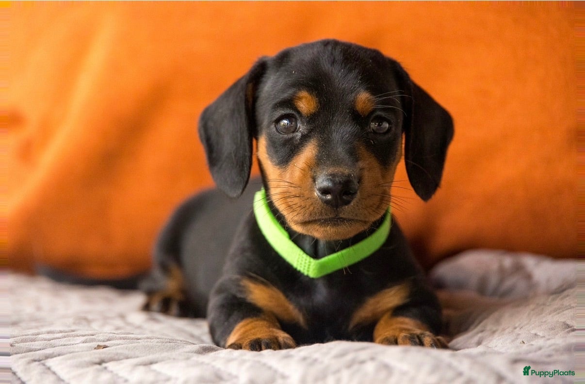 Teckel (korthaar)  honden Prachtige korthaar dwergteckel pups - Advertentie 2