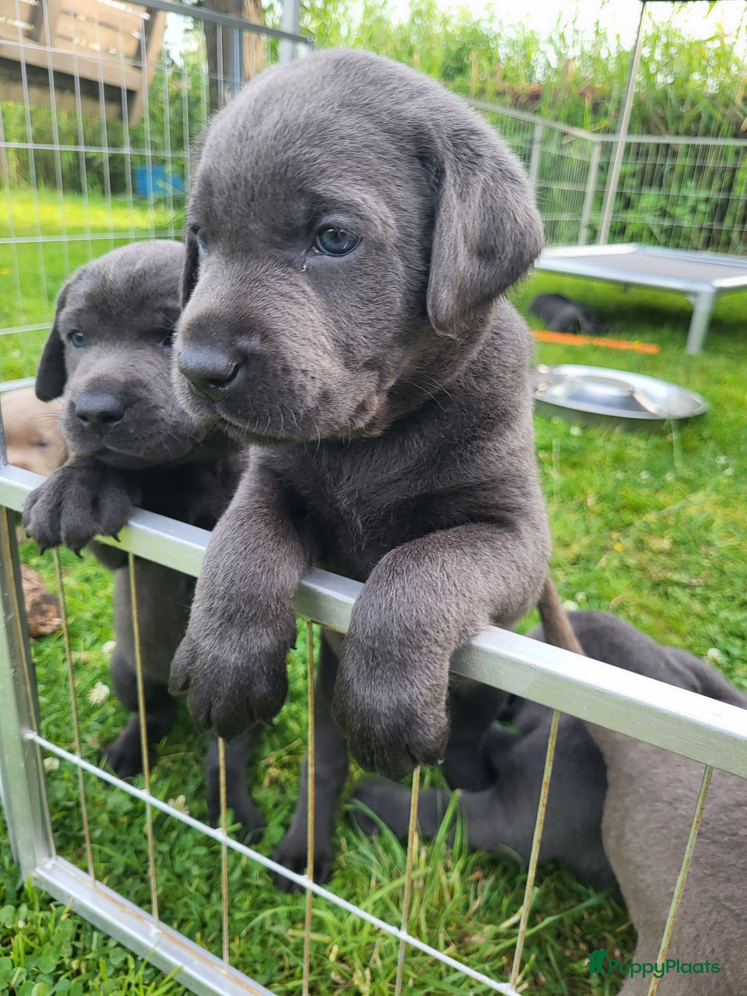 Labrador Retriever honden Prachtige Charcoal labrador pups - Advertentie 1