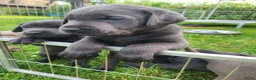 Labrador Retriever honden te koop: Prachtige Charcoal labrador pups in Jaarsveld - Advertentie 1