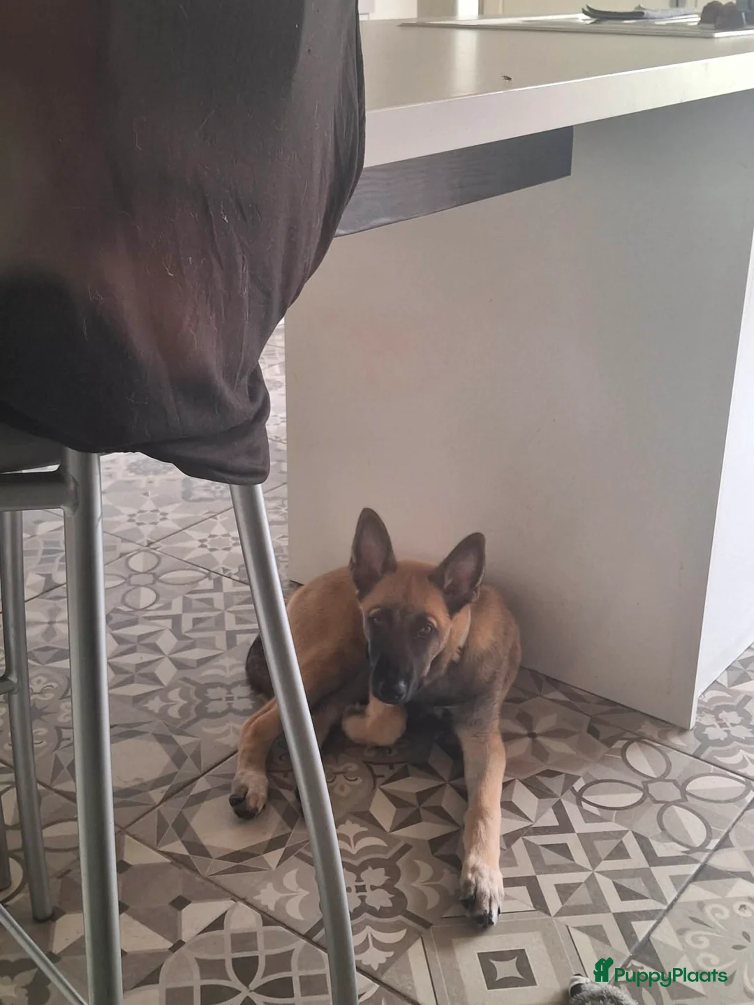 Kruising honden te koop: Mechelaar husky reu  - Advertentie 2