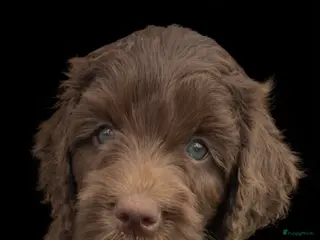 Australian Labradoodle honden Medium Chocolade labradoodles met Australian bloed - Advertentie 3