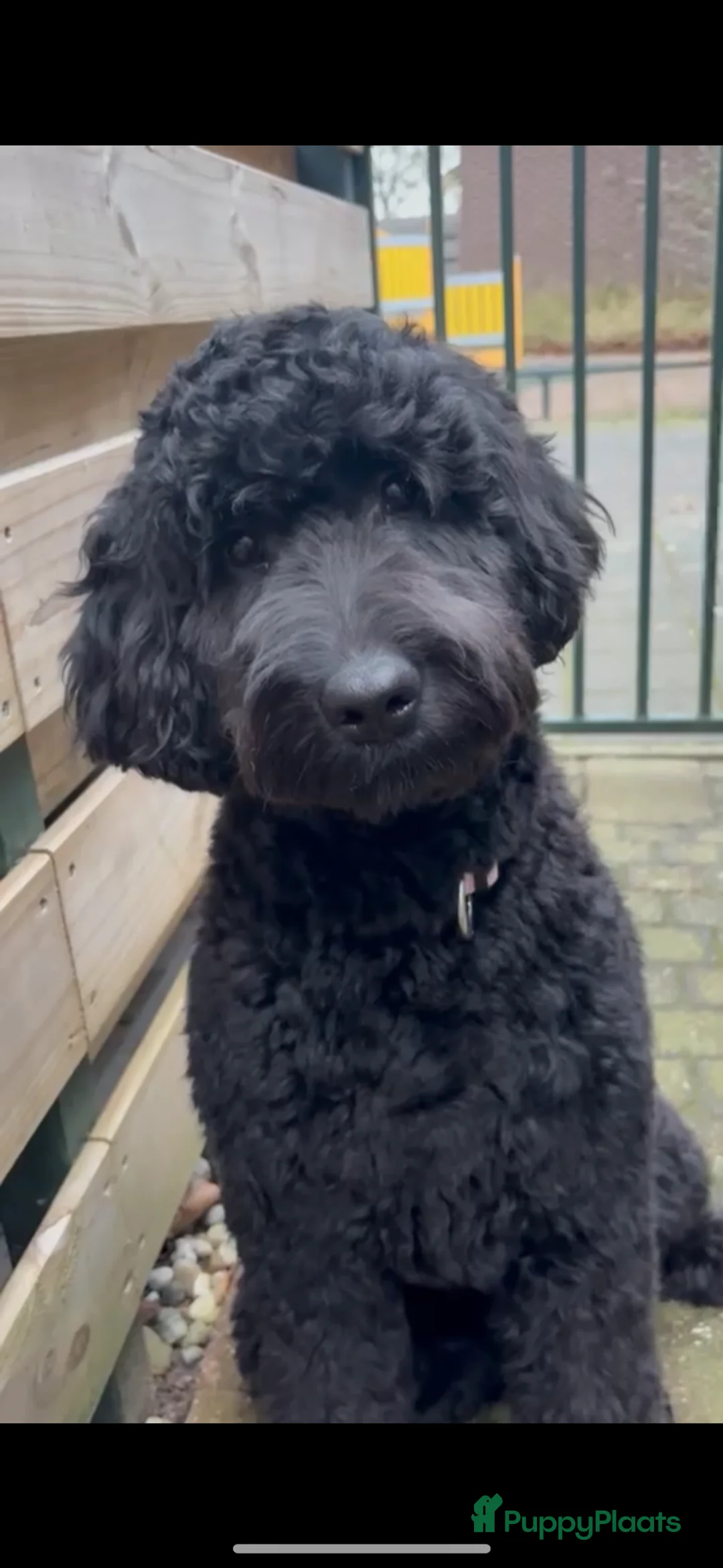 Kruising honden te koop: Mooie Labradoodle Pups te koop - Advertentie 1