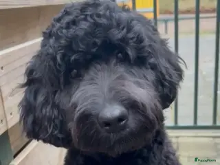 Kruising honden Mooie Labradoodle Pups te koop - Advertentie 1