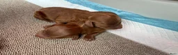 Poedel Toy honden te koop: Lieve rode toypoedel pups zoeken een warm thuis - Advertentie 9