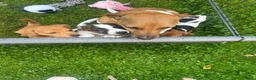 Jack Russel Terriër honden te koop: Nog 2 mooie Jack Russel Pups - Advertentie 12