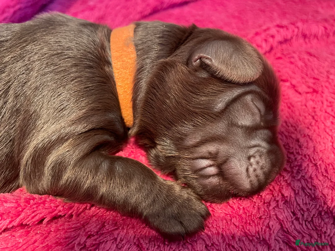 Kruising honden te koop: Medium chocolade labradoodles met Australian bloed - Advertentie 6