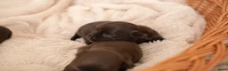 Yorkshire Terriër honden te koop: Prachtig nestje chocolade Yorkshire Terriërs - Advertentie 19
