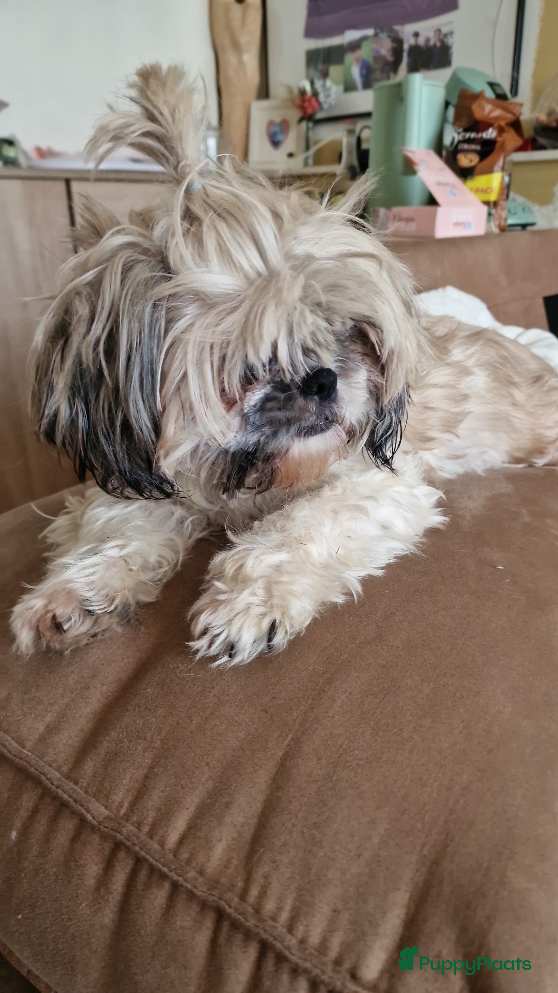 Shih Tzu honden 3 reukes pups te koop in Tilburg - Advertentie 1