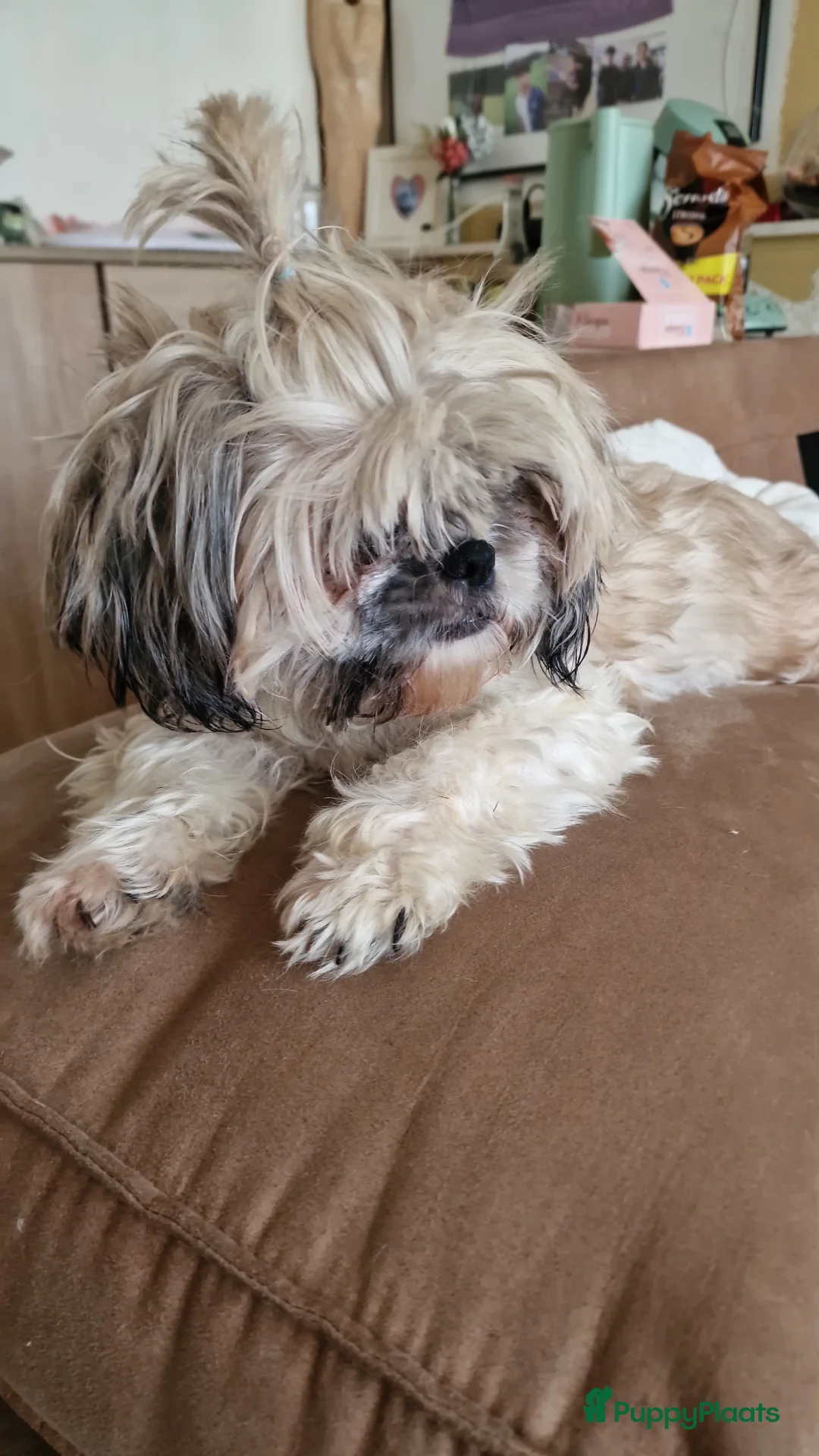 Shih Tzu honden te koop: 3 reukes pups te koop in Tilburg - Advertentie 1