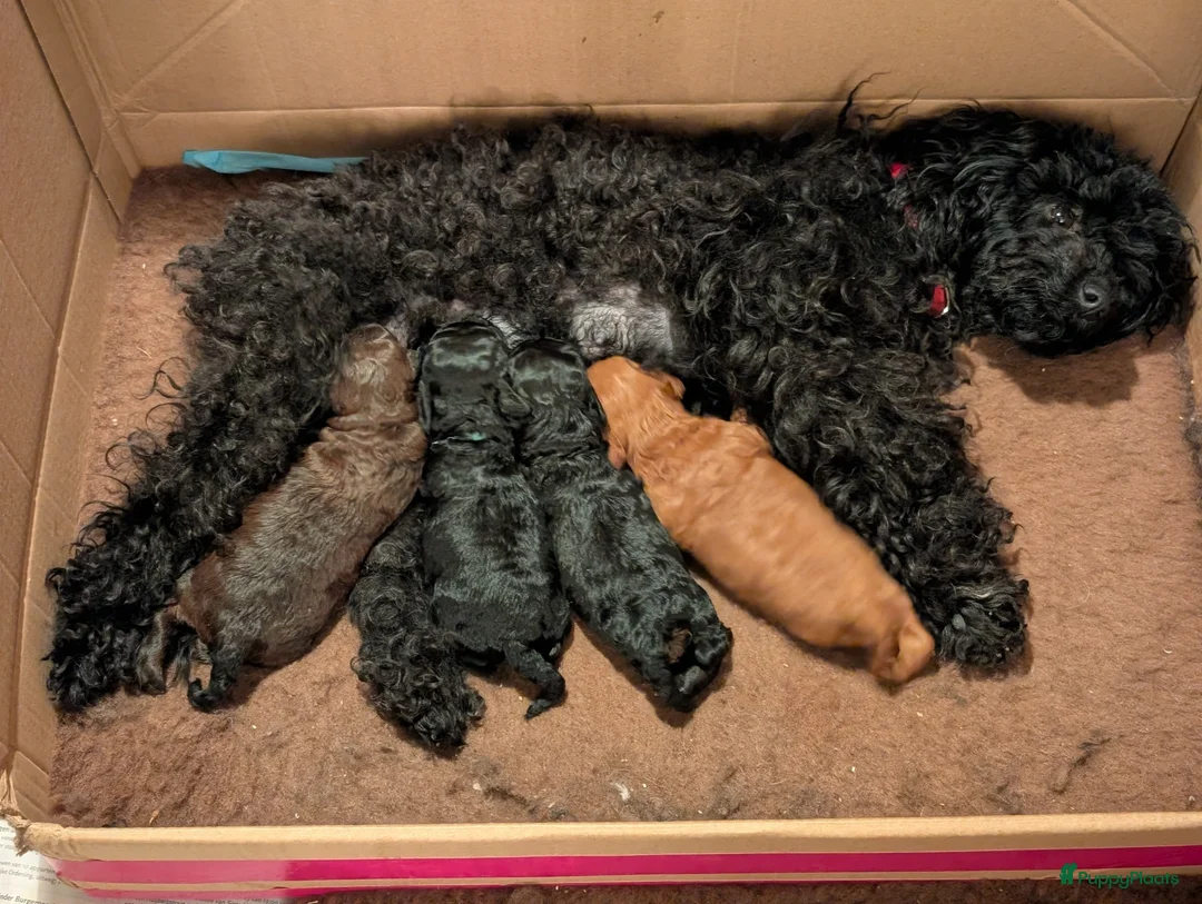 Poedel Toy honden te koop: Toypoedel puppies  - Advertentie 2