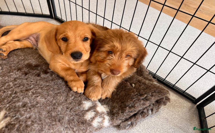 Kruising honden - Advertentie 2