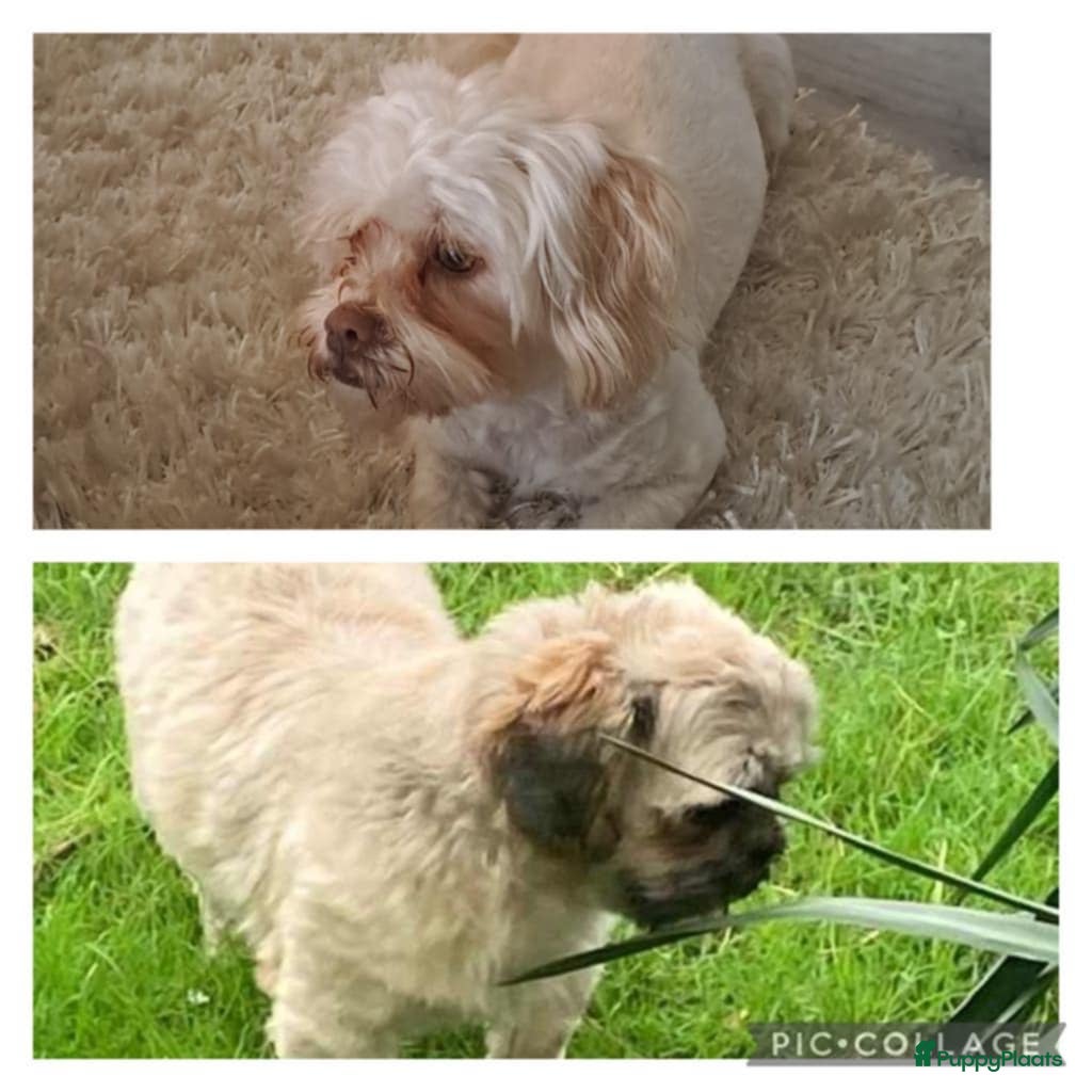 Kruising honden Boomer  - Advertentie 1