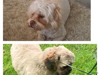 Kruising honden Boomer - Advertentie 1