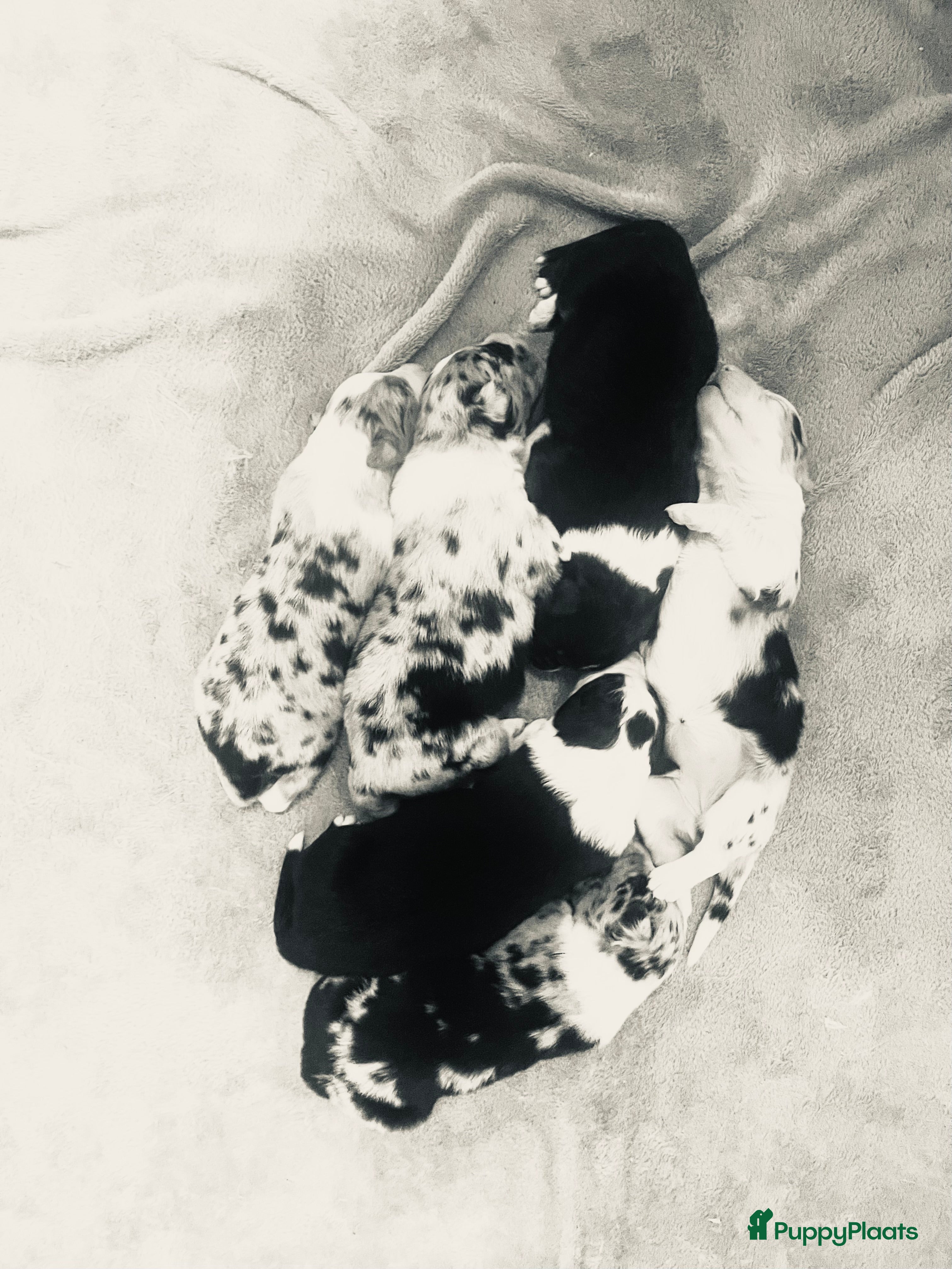 Australian Shepherd honden Prachtige pups Australian shepherd X  - Advertentie 2