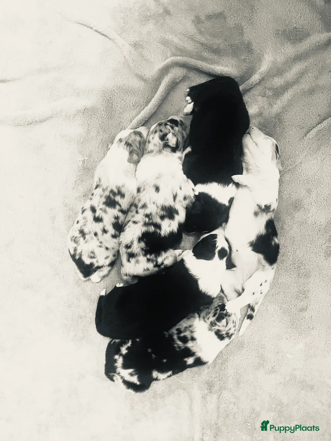 Australian Shepherd honden te koop: Prachtige pups Australian shepherd X  - Advertentie 2