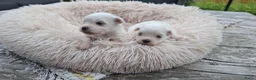 Maltezer honden te koop: Maltezer pups. Rasecht. Vader en moeder aanwezig - Advertentie 14