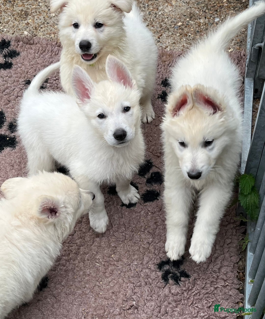 Zwitserse Witte Herdershond honden te koop: Zwitserse witte herder pups - Afbeelding 6