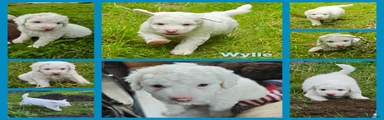 Spaanse Waterhond Wylie