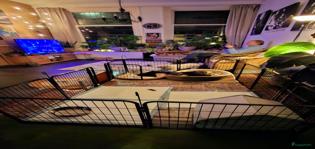 Galerij afbeelding {{count}}