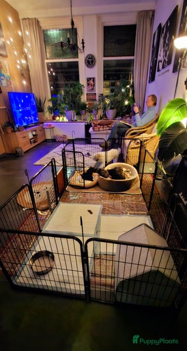 Galerij afbeelding {{count}}