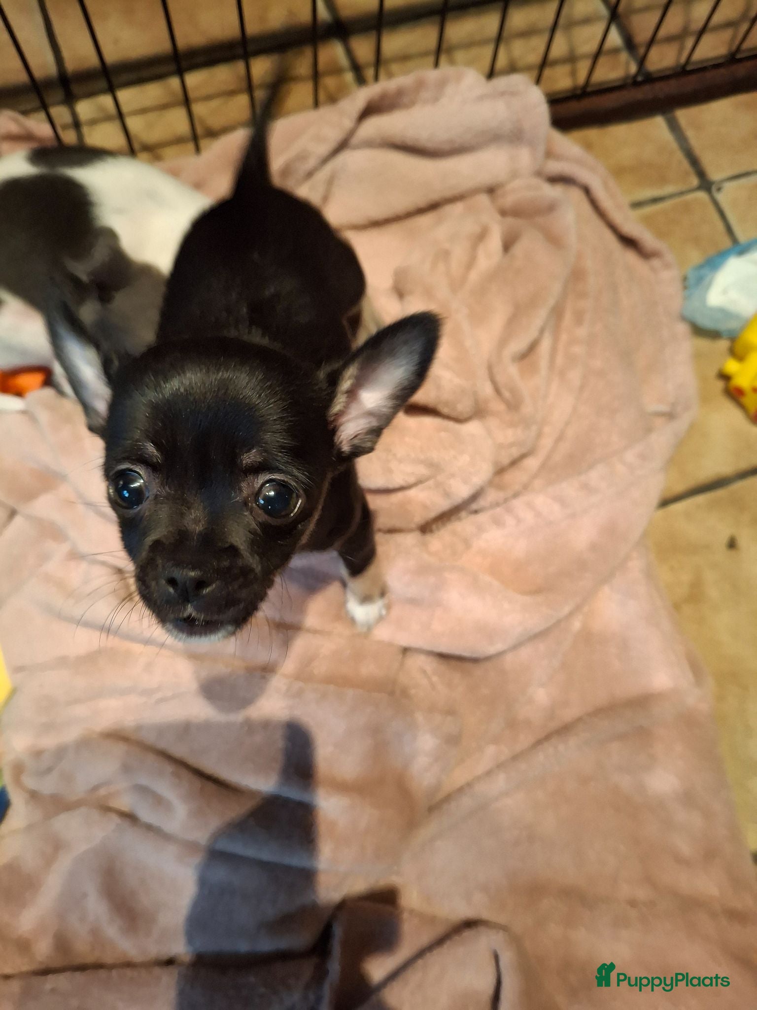 Chihuahua honden Chihuahua - Advertentie 1