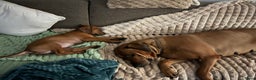 Rhodesian Ridgeback honden te koop: Rhodesian Ridgeback 7 reutjes geboren - Advertentie 3