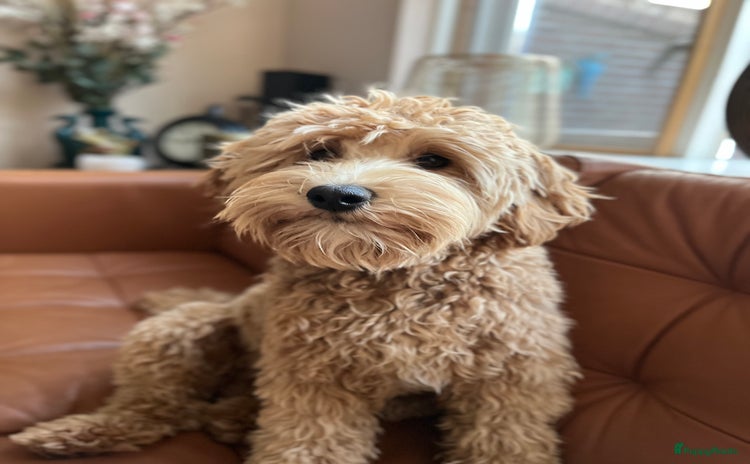 Australian Labradoodle honden - Advertentie 2