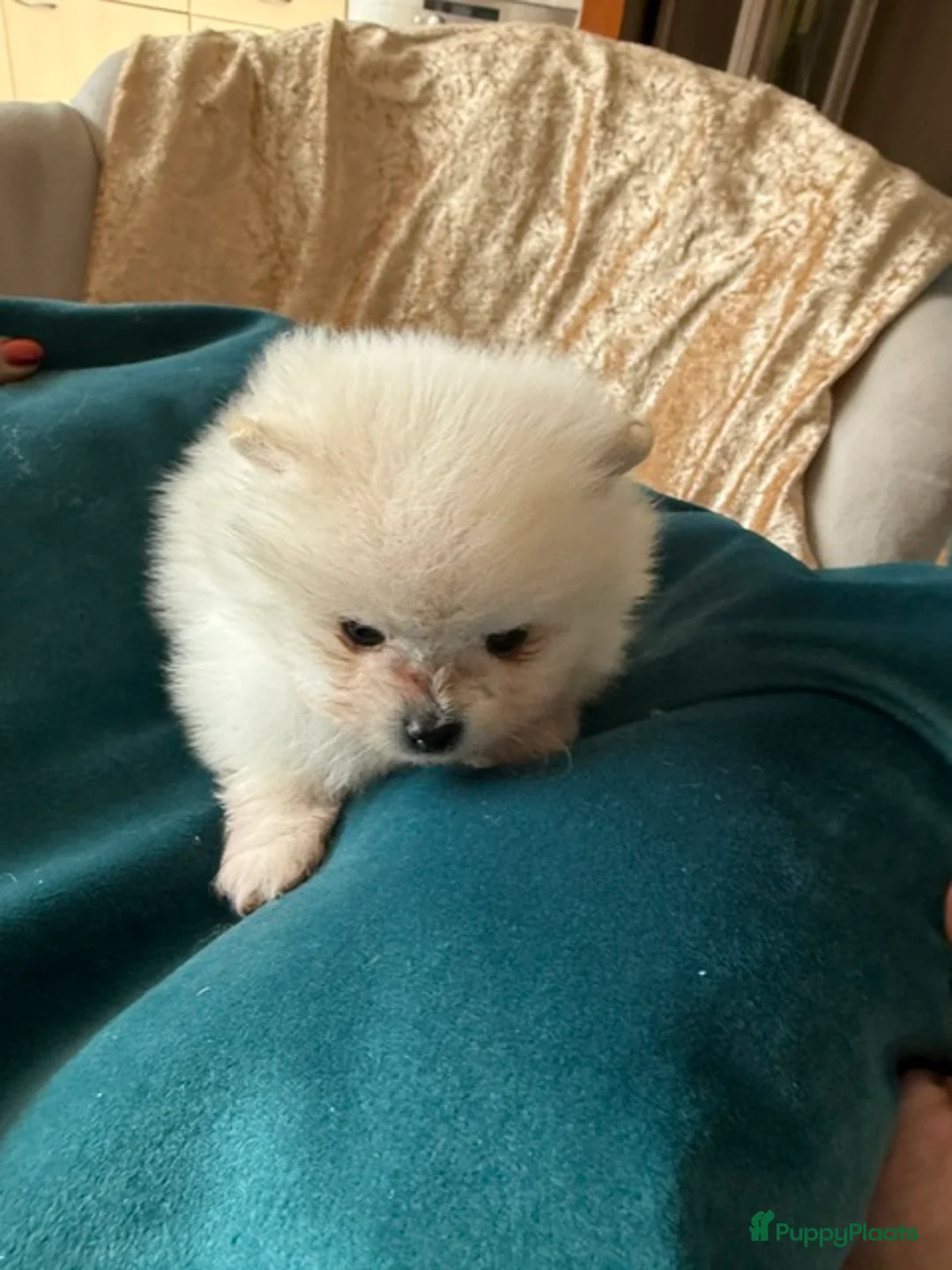 Pomeriaan honden te koop: Pomeriaan puppy's - Advertentie 11