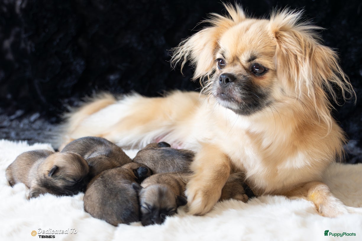 Tibetaanse Spaniel honden te koop: Tibetaanse spaniel pup reu met stamboom - Advertentie 1
